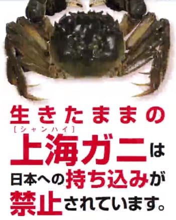 上海蟹 - 【プチ炎上】きまぐれクック・かねこが生きたままの上海蟹を許可書なしで違法購入し指摘され謝罪動画を公開【罰則はある？】